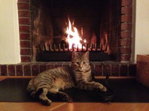 Tabby cat relaxing by a lit fireplace with clean brickwork, suggesting recent chimney service and repair.