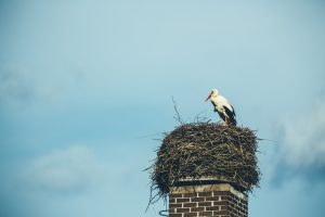 bird-nest-on-chimney