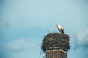 stork-nest-on-chimney